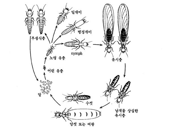 흰개미 계급분화